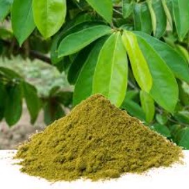 Soursop leaf powder 100 gms. - Image 2